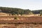 Heathland panorama and trees in Luneburg Heath near Undeloh and Wilsede, Germany