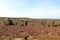 Heathland panorama view from hill Wilseder Berg in Luneburg Heath near Undeloh, Germany