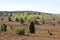 Heathland panorama view from hill Wilseder Berg in Luneburg Heath near Undeloh, Germany