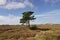 Heathland with pine on sunny day with some clouds in Jutland, Denmark