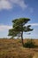 Heathland with pine on sunny day with some clouds in Jutland, Denmark