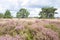 Heathland with pine trees.