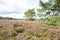 Heathland with pine trees.