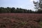 Heathland in purple color in Gelderland on Veluwe on the end of the summer in the Netherlands.