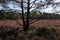 Heathland in purple color in Gelderland on Veluwe on the end of the summer in the Netherlands.