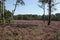 Heathland in purple color in Gelderland on Veluwe on the end of the summer in the Netherlands.