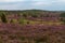 Heathland with purple erica