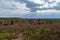 Heathland with purple erica