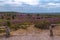 Heathland with purple erica