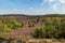 Heathland with purple erica