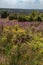 Heathland with purple erica