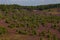 Heathland with purple erica