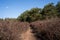 Heathland with a sandy path, conifers and a blue sky