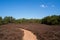 Heathland with a sandy path, conifers and blue sunny sky
