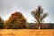 Heathland trees in autumn