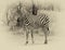 Heathy and proud Zebra. Sepia image.