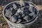 Heating of a residential country house in the village. Coal bucket. Large lumps of mineral fuel for home stoves and boilers