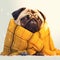 Heating season theme Pug dog snuggled under a yellow blanket