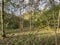 Heaton Woods, with bare trees, and scattered leaves in, Heaton, Bradford, UK