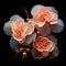 Heavenly Begonia: Delicate Blossoms from a Celestial Realm