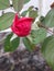 Heavenly budding rose