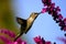 Heavenly Hummingbird