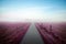 Heavenly path thru a violet colored field towards a misty forest