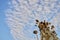 The heavenly road. Small white clouds in the blue sky. Dry sunflower on sky background