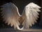 Heavenly Serenity: Angel Wing Pictures for a Tranquil Ambiance