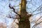 a heavily branched oak on a sunny day