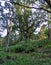 Heavily branched tree covered with moss in the Southern Swedish Forest