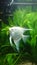Heavily planted fresh water aquarium with pearl diamond pterophillum scalare fish