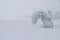 Heavily snow-covered trees