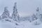 Heavily snow-covered trees