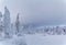 Heavily snow-covered trees