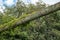 Heavily weathered Gas Pipeline seen emerging from thick undergrowth on the outskirts of a UK town