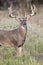 Heavy antlered whitetail buck in portrait photograph