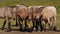 Heavy brown belgian horses grouping together in a meadow