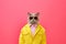 Heavy Cat Anthropomorphic Bright Colors Trendy Coo, Generative AI