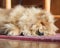 A heavy coated Pomeranian sleeping on a rug.