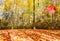 Heavy and colorful leaf fall on ground under trees