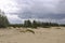 Heavy dark blue with tint of grey clouds in the cold summer sky over  green forest growing in the sand. North