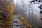 Heavy fog on a mountain track