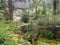 Heavy foliage in Ennerdale, Lake District