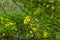 Heavy green foliage on trees with, lit by the sun. Branches of green leaves