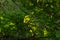 Heavy green foliage on trees with, lit by the sun. Branches of green leaves