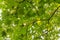 Heavy green foliage on trees with, lit by the sun. Branches of green leaves