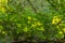 Heavy green foliage on trees with, lit by the sun. Branches of green leaves