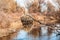 Heavy growth on the banks of the Cache La Poudre River