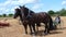 Heavy Horses at a Country Show in England